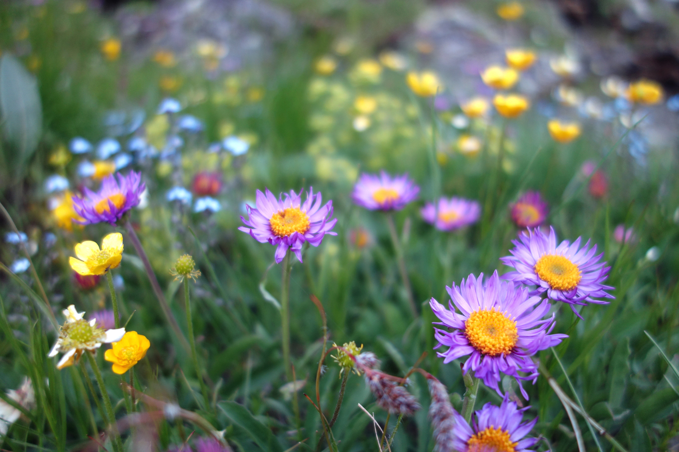  Meadow  